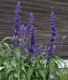 Salvia farinacea