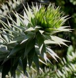 Araucaria araucana. Верхушка побега. Германия, г. Дуйсбург, зоопарк. 11.08.2012.