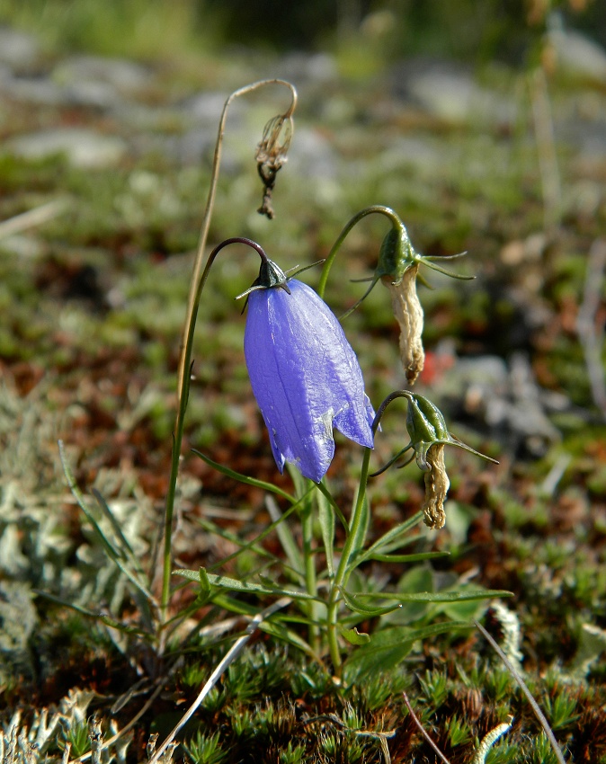 Image of Campanula rotundifolia specimen.