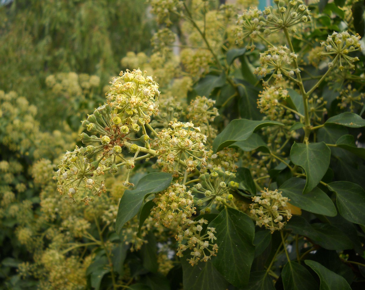 Изображение особи Hedera helix.