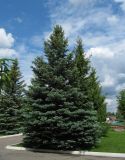 Picea pungens форма glauca. Взрослое дерево. Московская область, г. Кубинка, парк музея бронетанковой техники. 01.06.2012.