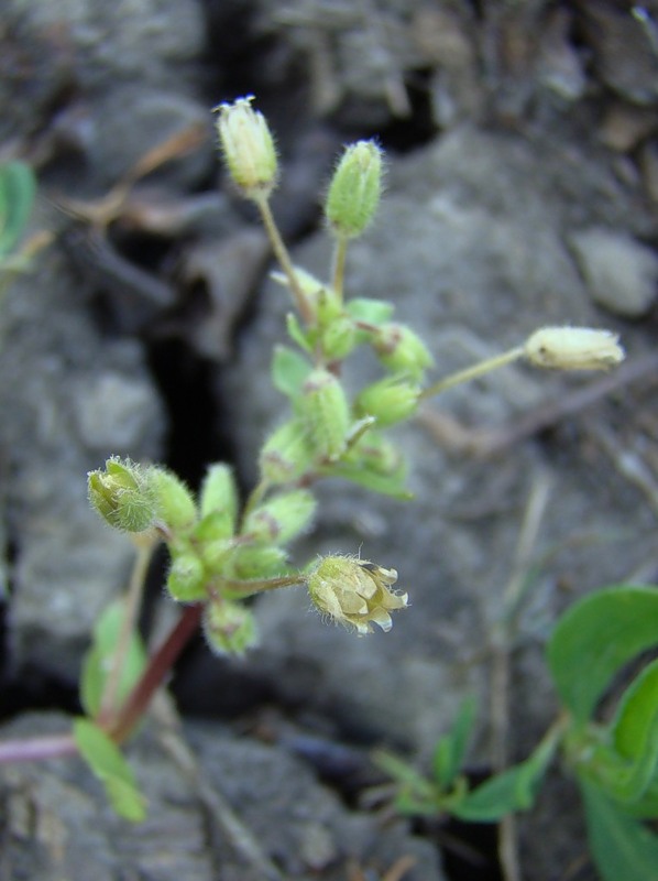 Изображение особи Stellaria pallida.