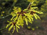 Hamamelis &times; intermedia