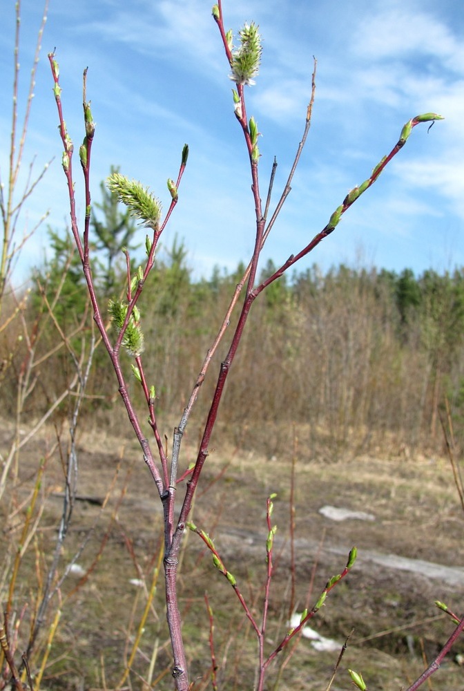 Image of Salix acutifolia specimen.