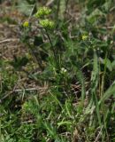 Valerianella brachystephana