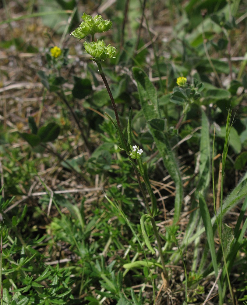 Изображение особи Valerianella brachystephana.