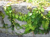 Parthenocissus tricuspidata