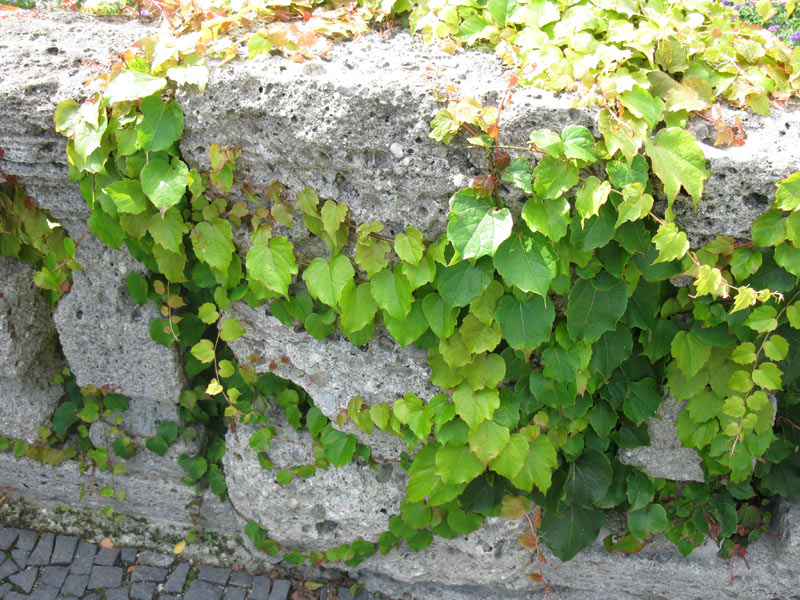 Изображение особи Parthenocissus tricuspidata.