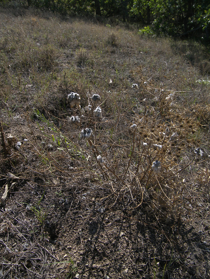 Image of Astragalus finitimus specimen.