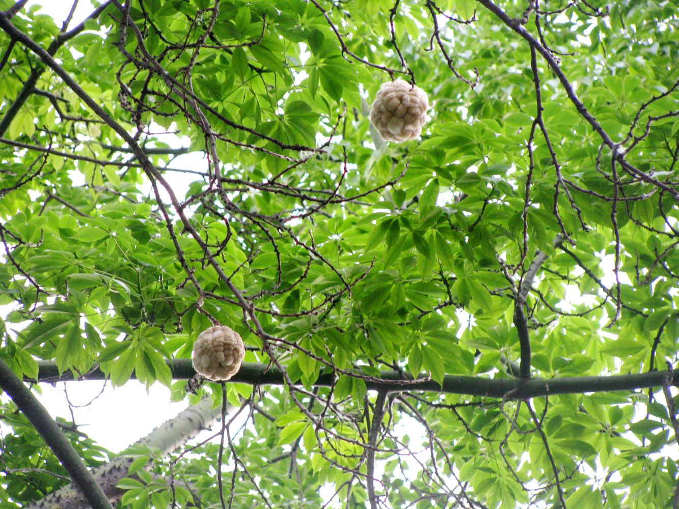 Image of Ceiba speciosa specimen.