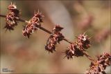 Rumex halacsyi