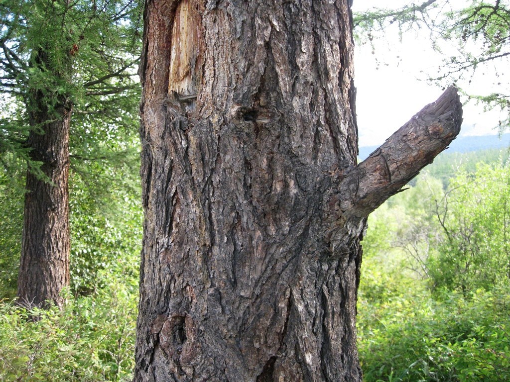 Изображение особи Larix cajanderi.