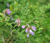 Vicia woroschilovii