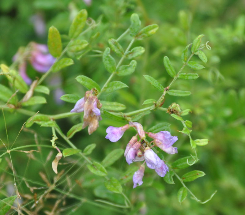 Изображение особи Vicia woroschilovii.