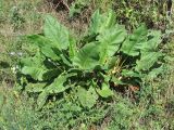 Rumex confertus. Вегетирующее растение. Украина, Запорожский р-н, Дурная балка, разнотравная степь. 19.08.2011.