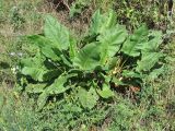 Rumex confertus