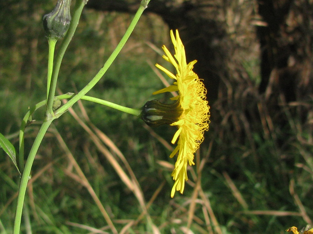 Изображение особи Sonchus arvensis.
