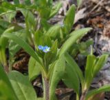 Myosotis sparsiflora