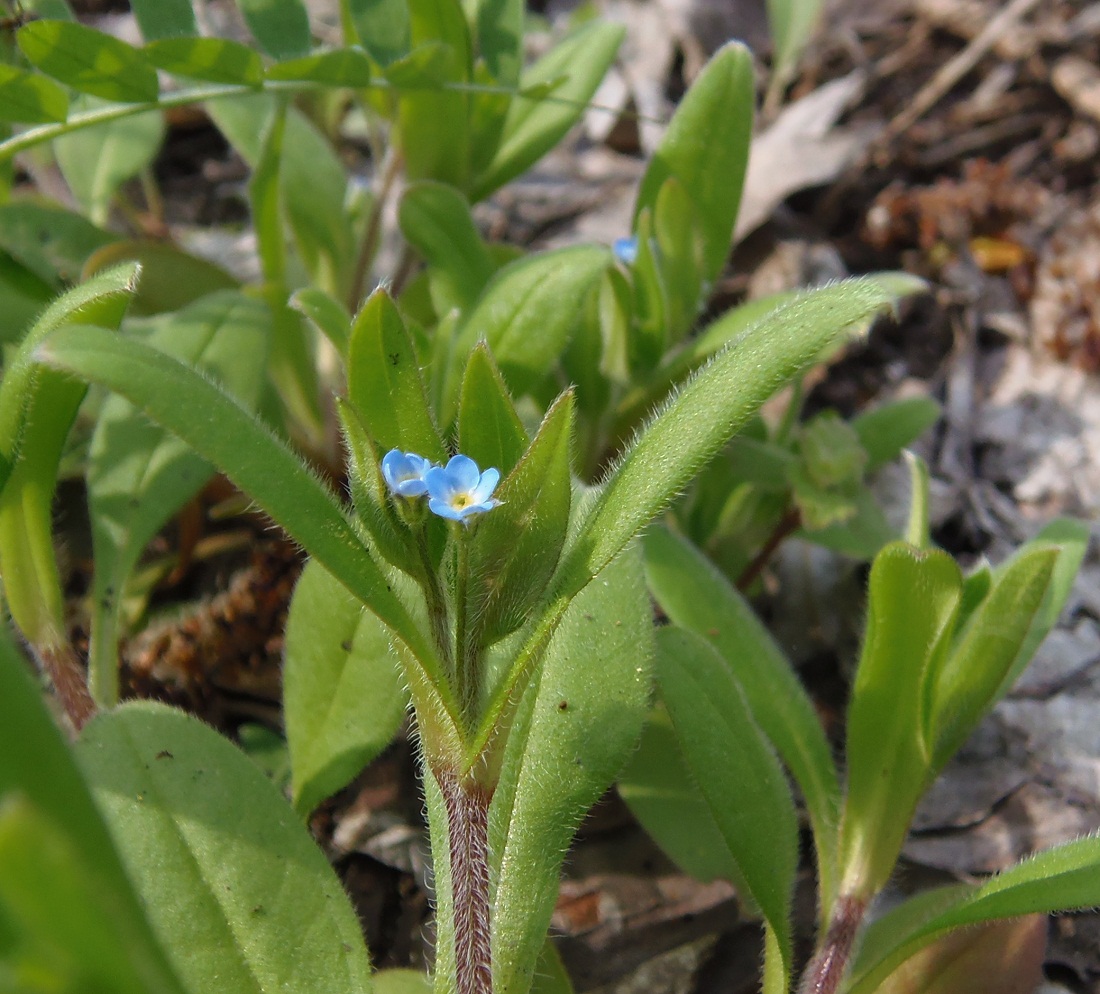 Изображение особи Myosotis sparsiflora.