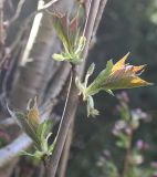 Prunus serrulata