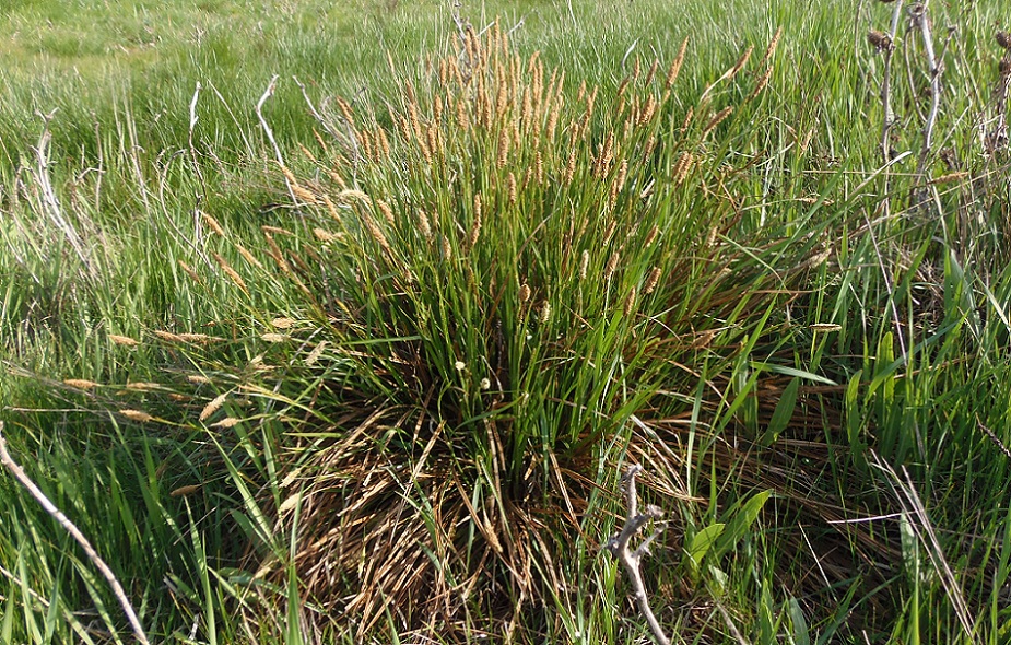 Изображение особи Carex cespitosa.