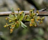 Cornus officinalis