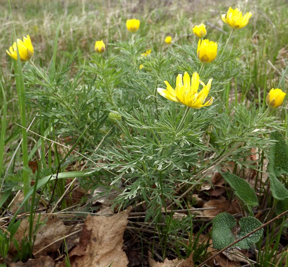 Image of Adonis villosa specimen.