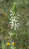 Stachys recta