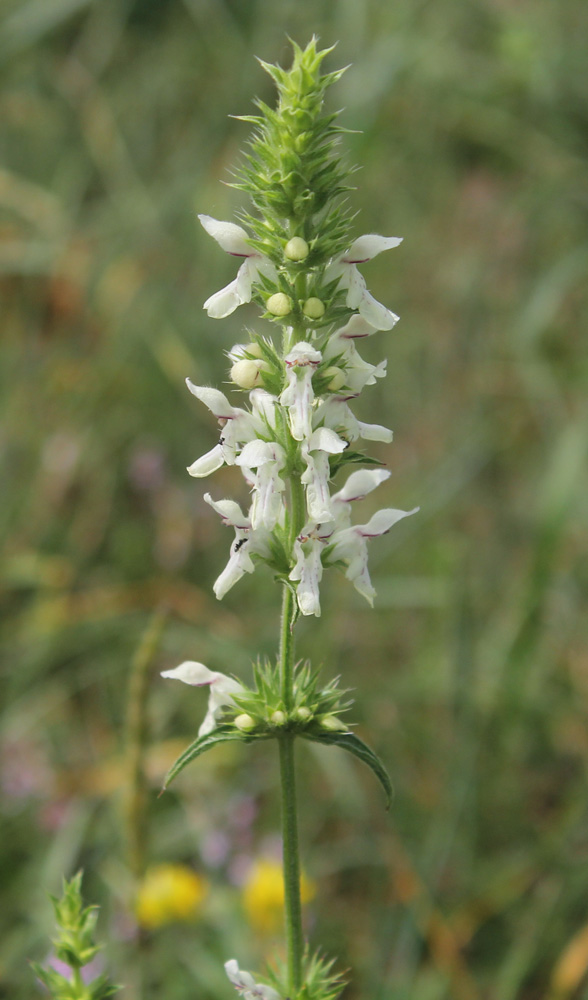 Изображение особи Stachys recta.