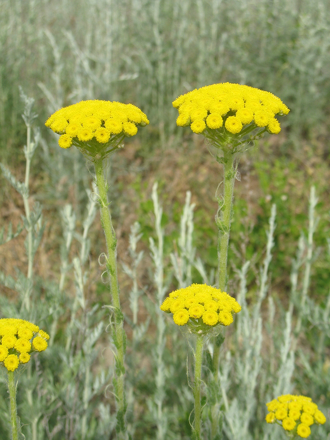 Image of Pseudohandelia umbellifera specimen.