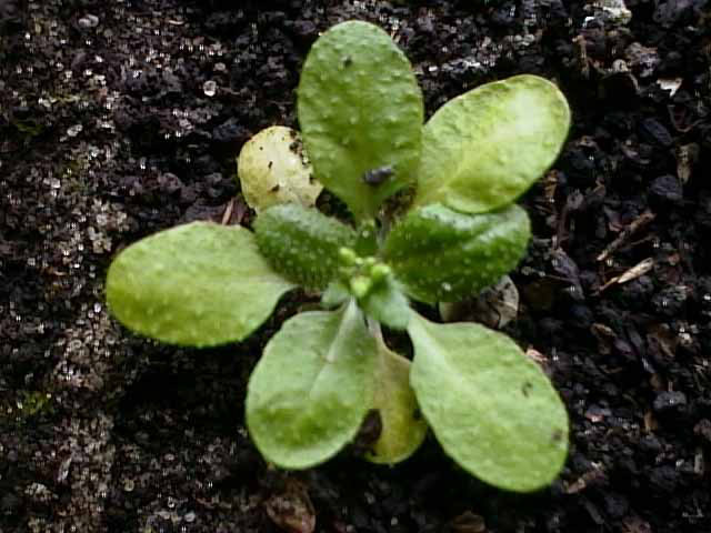 Image of Arabidopsis thaliana specimen.