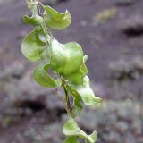 Isatis steveniana