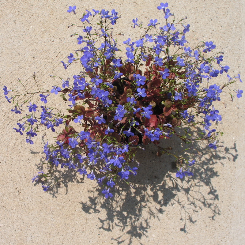 Изображение особи Lobelia erinus.