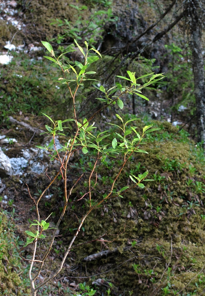 Изображение особи Salix arbuscula.