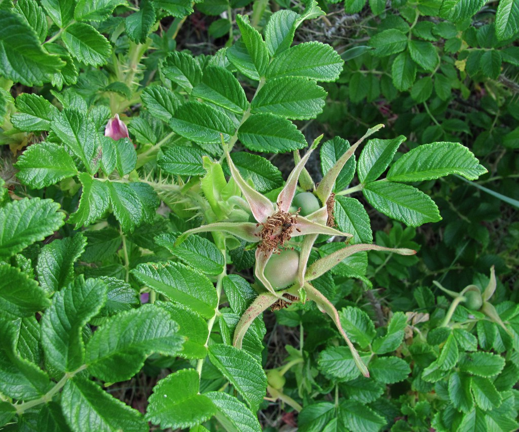 Изображение особи Rosa rugosa.