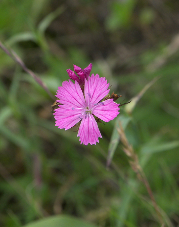 Изображение особи Dianthus ruprechtii.