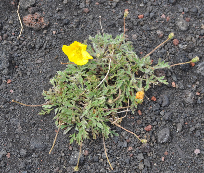 Изображение особи Papaver microcarpum.