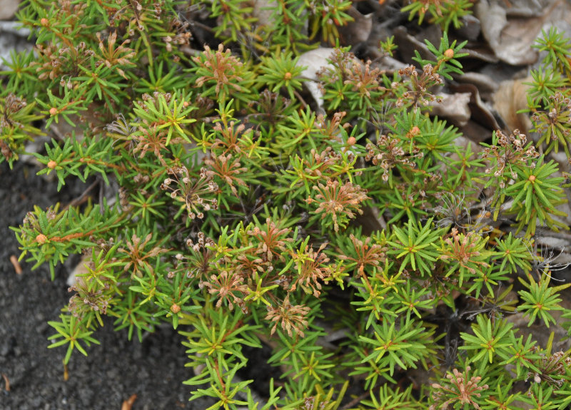 Изображение особи Ledum decumbens.