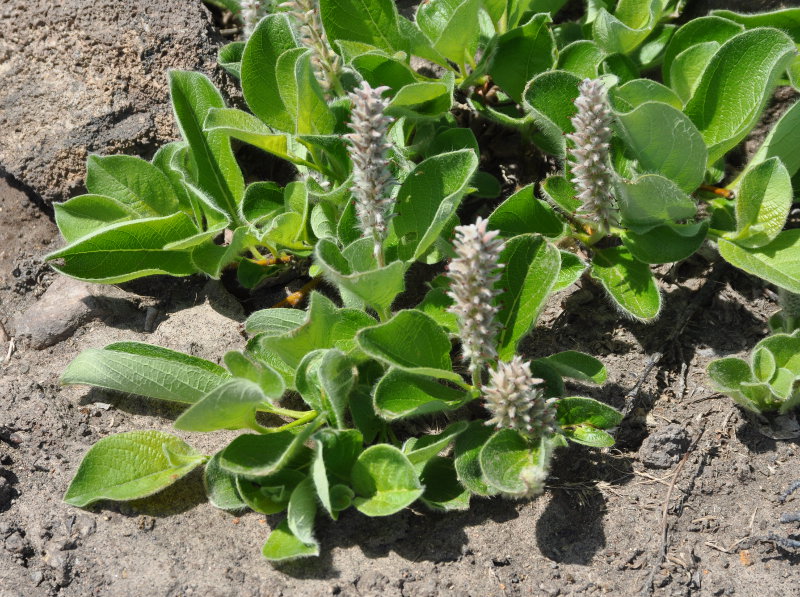 Image of Salix reptans specimen.