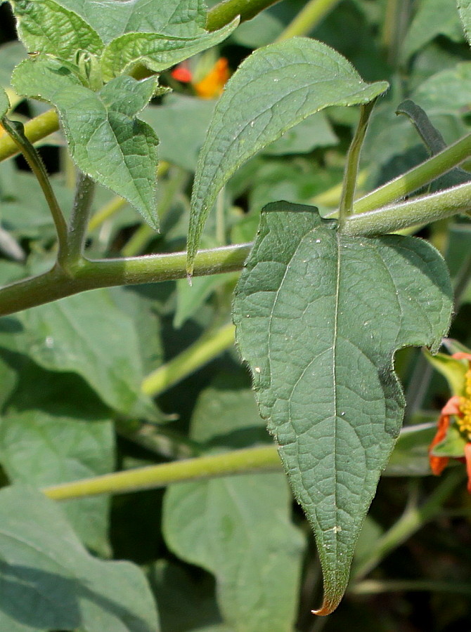 Image of Tithonia rotundifolia specimen.