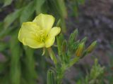 род Oenothera