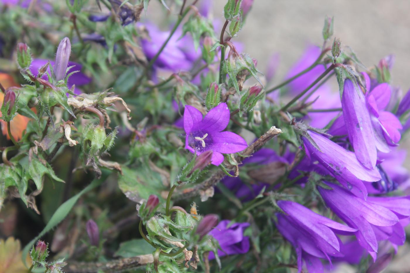 Image of Campanula hohenackeri specimen.