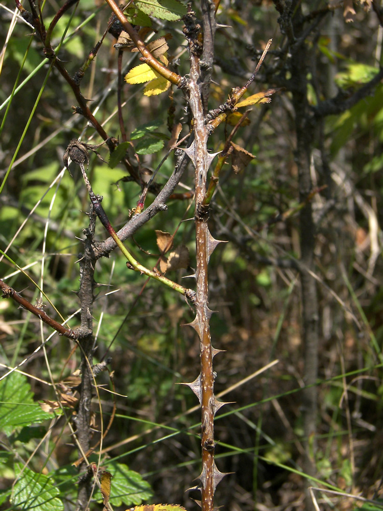 Image of Rosa elasmacantha specimen.