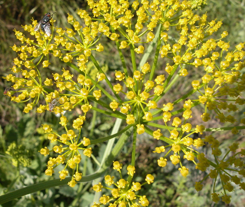 Image of Pastinaca sativa specimen.