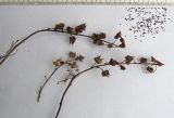 Scrophularia ruprechtii