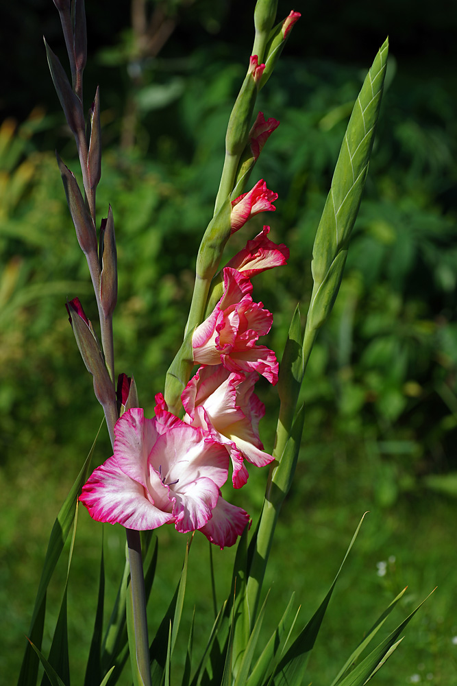 Image of Gladiolus &times; gandavensis specimen.
