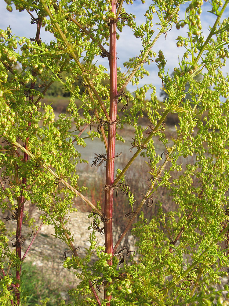 Image of Artemisia annua specimen.