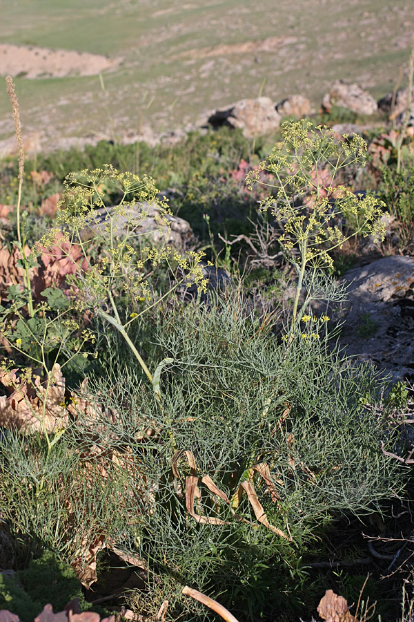 Изображение особи Ferula leucographa.