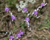 род Limonium. Часть соцветия. Украина, Запорожская обл., Мелитопольский р-н, возле с. Марьевка, обочина дороги рядом с полем. 19.07.2013.