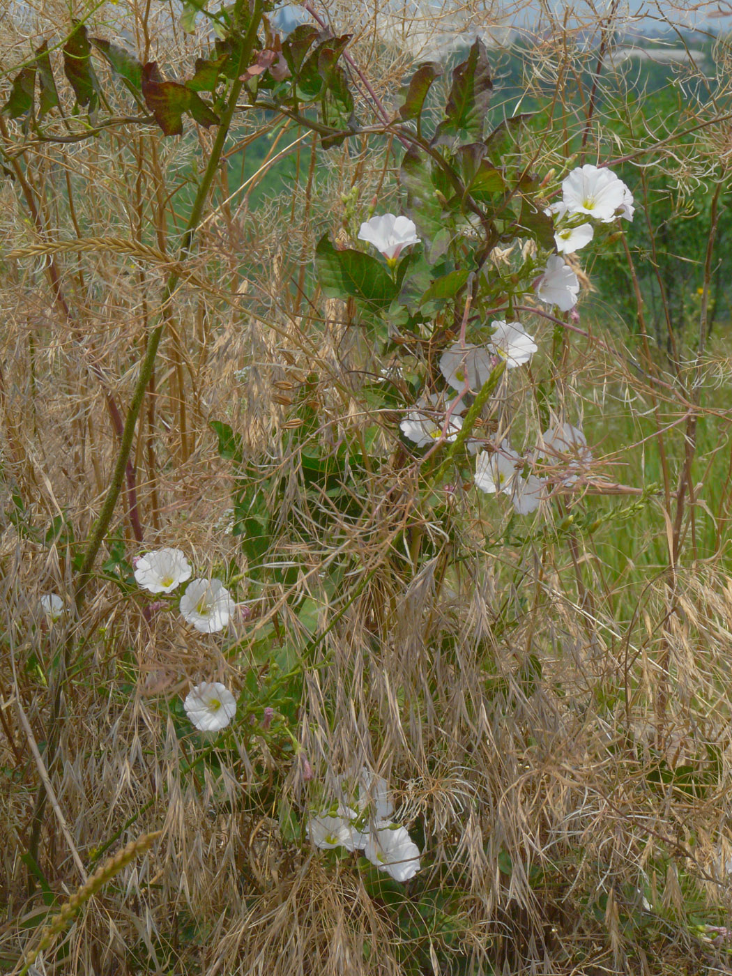 Изображение особи Convolvulus arvensis.